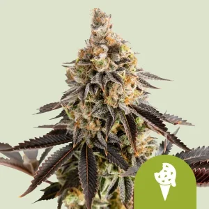 Cogollo resinoso de Cookies Gelato Auto de Royal Queen Seeds, cannabis autofloreciente.