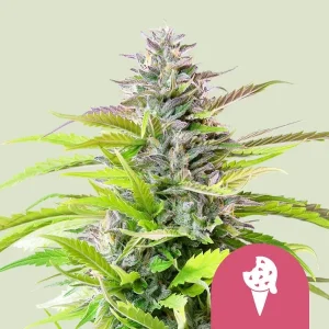 Cogollo resinoso de Cookies Gelato de Royal Queen Seeds, variedad de cannabis.