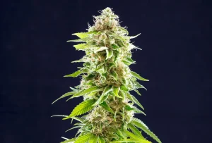 Cogollo de Cookies Haze de Kannabia, variedad de cannabis.