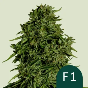 Cogollo resinoso de Cosmos F1 CBD de Royal Queen Seeds, variedad rica en CBD.