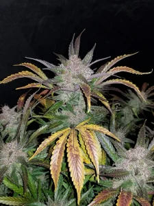 Cogollo resinoso de Cream Cookies Auto, cannabis autofloreciente.