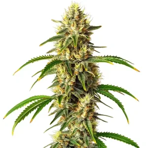 Cogollo de Critical Auto de Blimburn Seeds, cannabis autofloreciente.