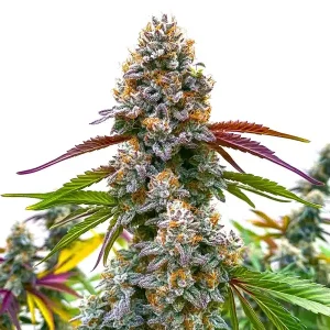 Detalle de la flor de Critical Daddy Purple, variedad de cannabis de Blimburn Seeds.