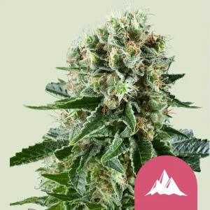 Cogollo resinoso de Critical Kush de Royal Queen Seeds, variedad índica de cannabis.