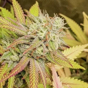Cogollo de Critical Orange Punch, variedad de cannabis de aroma a naranja.