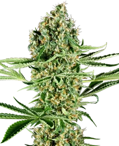 Cogollo de Critical Runtz de Sensi Seeds, variedad de cannabis.