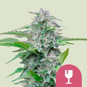 Cogollo resinoso de Critical de Royal Queen Seeds, variedad de cannabis.