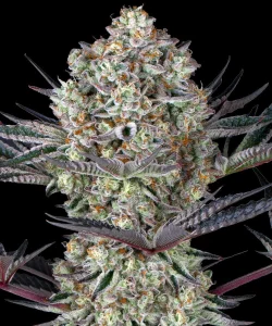 Cogollo resinoso de Dos Si Dos 33 de Barney's Farm, variedad de cannabis.