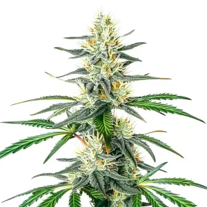 Planta de Dama Blanca en floración, variedad de cannabis de Blimburn Seeds.