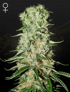 Cogollo de Damnesia de Green House, variedad de cannabis.