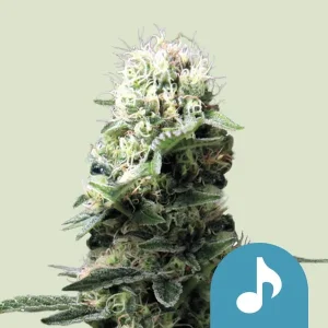 Cogollo resinoso de Dance World CBD de Royal Queen Seeds, variedad rica en CBD.