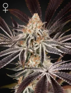 Cogollo de Dark Phoenix de Green House, variedad de cannabis.