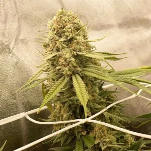 Cogollo de Desfrán, variedad sativa de cannabis de Dutch Passion.