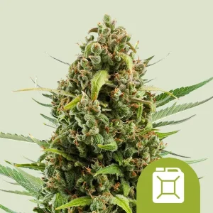 Cogollo resinoso de Diesel Auto de Royal Queen Seeds, cannabis autofloreciente.