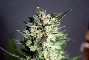 Cogollo de Diesel Glue de Kannabia, variedad de cannabis.