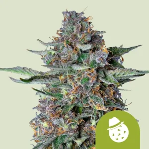 Cogollo resinoso de Do-Si-Dos Auto de Royal Queen Seeds, cannabis autofloreciente.