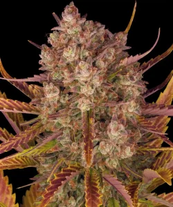 Cogollo resinoso de Dos Si Dos Auto, cannabis autofloreciente.