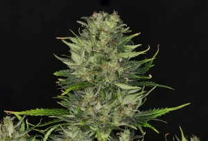 Cogollo de Dosidos Auto de Kannabia, cannabis autofloreciente.