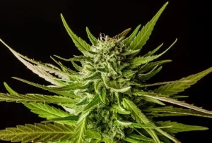 Cogollo de Do-si-dos de Kannabia, variedad de cannabis.