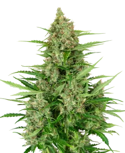 Cogollo de Double Kush Cake Auto de Sensi Seeds, cannabis autofloreciente.