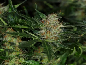 Cogollo de Dream Sherbet Auto de Kannabia, cannabis autofloreciente.