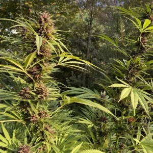 Detalle de la flor de Durban Dew, variedad de cannabis.