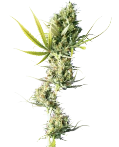 Cogollo de Durban de Sensi Seeds, variedad sativa africana de cannabis.