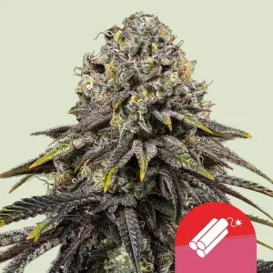 Cogollo resinoso de Dynamite Diesel de Tyson 2.0, variedad de cannabis.