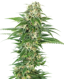 Cogollo de Early Skunk Auto de Sensi Seeds, cannabis autofloreciente.