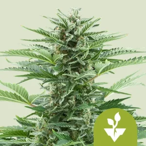Cogollo resinoso de Easy Bud Auto de Royal Queen Seeds, cannabis autofloreciente.