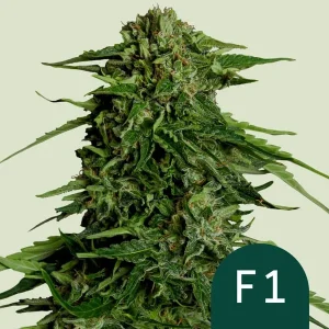 Cogollo resinoso de Epsilon F1 Auto de Royal Queen Seeds, cannabis autofloreciente.