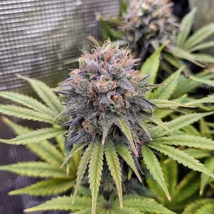 Cogollo de Euforia, variedad skunk de cannabis de Dutch Passion.