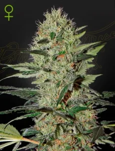 Cogollo de Exodus Cheese Auto de Green House, cannabis autofloreciente de aroma a queso.