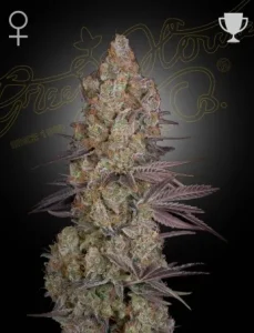 Cogollo de Exodus Cheese de Green House, variedad de cannabis de aroma a queso.