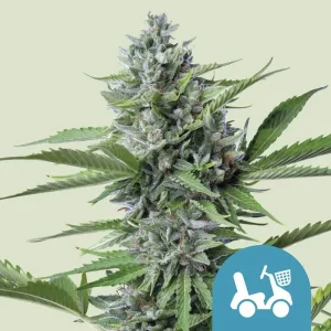 Cogollo resinoso de Fast Eddy CBD Auto de Royal Queen Seeds, cannabis autofloreciente.