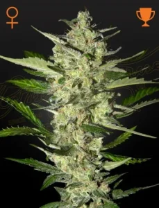 Cogollo de Flower Bomb Kush de Green House, variedad kush de cannabis.