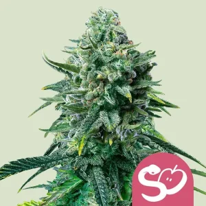 Cogollo de Forbidden Fruit de Royal Queen Seeds, variedad afrutada de cannabis.