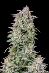 Cogollo resinoso de Forbidden Runtz Auto, cannabis autofloreciente.