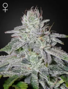 Cogollo de Franco's Lemon Cheese de Green House, variedad de cannabis.