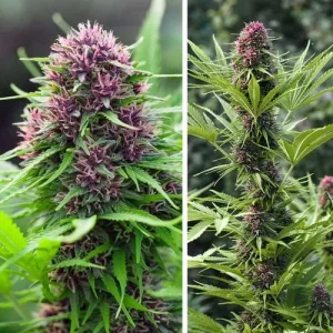 Cogollo de Frisian Dew, variedad de cannabis resistente para exterior.