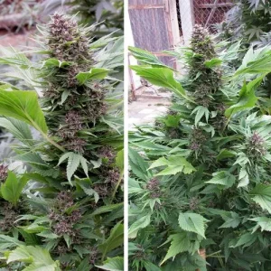 Cogollo de Frisian Duck, variedad de cannabis de camuflaje para exterior.