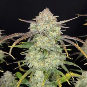 Cogollo rico en resina de Frostbanger Auto, cannabis autofloreciente.