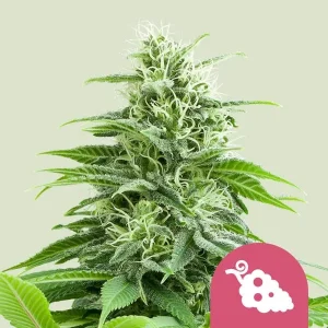 Cogollo resinoso de Fruit Spirit de Royal Queen Seeds, variedad de cannabis.