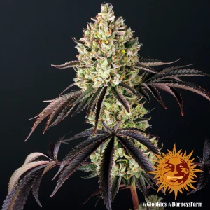 Cogollo de Glookies de Barney's Farm, variedad de cannabis.