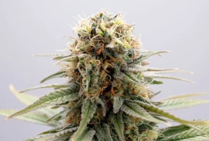 Cogollo de GSC de Kannabia, variedad de cannabis.