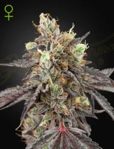 Cogollo de Gelato 41 x Gelato 41 Auto de Green House, cannabis autofloreciente.