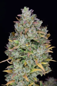 Cogollo resinoso de Gelato Auto de Fast Buds, cannabis autofloreciente.