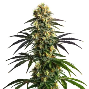 Cogollo de Gelato Fast Blooming, variedad de cannabis de floración rápida.