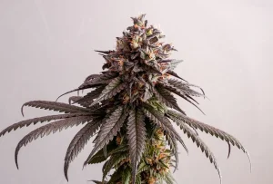 Cogollo de Gelato-K de Kannabia, variedad de cannabis.