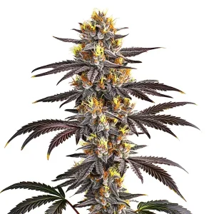 Detalle de la flor de Gelato de Blimburn Seeds, variedad de cannabis.